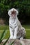 White tiger yawning portrait