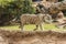 White tiger in a zoo in good Animal welfare in a zoo. White tiger in a zoo in good condition