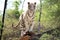 White Tigeress in Chhatbir Zoo near Chandigarh