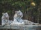 White Tigers looking away in the forest