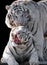 White tigers Panthera tigris bengalensis isolated at black