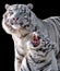 White tigers Panthera tigris bengalensis isolated on black