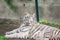 White Tigress