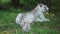 White tigress with cub