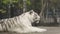 White tigress in ZOO