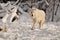 White Timber wolf in snow