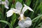 White tinged with yellow iris flower close up