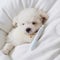 white Tiny Bichon Frise puppy sleeps generative AI