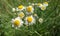 White tiny daisies