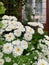 White tiny flowers in front of the house, blooming flowers, white petals, country house with plants