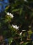 White tiny flowers look similar to Gerdenia Crape Jasmine under natural sunlight with authentic dark outdoor background