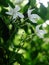 White tiny flowers look similar to Gerdenia Crape Jasmine under natural sunlight with authentic dark outdoor background