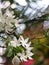 White tiny flowers look similar to Gerdenia Crape Jasmine under natural sunlight with authentic dark outdoor background