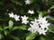 White tiny flowers look similar to Gerdenia Crape Jasmine under natural sunlight with authentic dark outdoor background