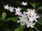 White tiny flowers look similar to Gerdenia Crape Jasmine under natural sunlight with authentic dark outdoor background