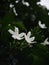 White tiny flowers look similar to Gerdenia Crape Jasmine under natural sunlight with authentic dark outdoor background