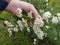 White tiny flowers in the park land holded by hand