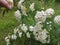 White tiny flowers in the park land holded by hand