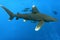 White tip oceanic shark