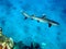White Tip Reef Shark Fiji
