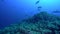White-tip Reef Shark Triaenodon obesus and Bluefin trevally Caranx melampygus in Socorro island