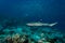 White tip reef shark Triaenodon obesus swims over coral reef