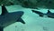White tip reef sharks Triaenodon obesus resting on a sandy bottom
