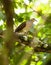 White-tipped Dove