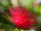 White tipped red spiked flower.