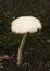 White toadstool