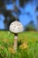 White toadstool in forest