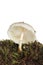 White toadstool in moss