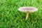 White toadstool in a moss. shallow dof