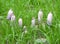 White toadstools in the green grass