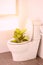 White toilet in modern home, white toilet bowl in cleaning room, flushing liquid in toilet, private toilet in modern room