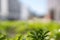 White tone color with rare green leaves blurred background