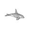 White toothed shark isolated black giant fish icon