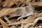 White Toothed Shrew - Crocidura sp.