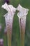 White-top Pitcher plants at the Splinter Hill Bog Preserve in Baldwin County, Alabama