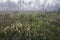 White-top Pitcherplants at Splinter Hill Bog, Alabama