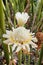 White torch ginger flower ( Etlingera elatior).