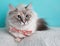 White tortoiseshell cat with blue eyes wearing pink flower bow tie lying down