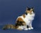 White and Tortoiseshell Persiand Domestic Cat, Adult sitting against Blue Background