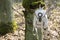 A white tourist backpack hangs on a tree. The tree is covered with moss.