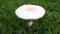 White Toxic mushrooms,