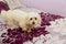 White Toy Poodle head close-up