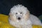 A white toy poodle sleeps on the sofa. Portrait of a poodle. Beautiful little dog puppy is pretty lying at home on the bed. Tired