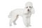 White Toy poodle on white background