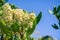 White Toyon Heteromeles flowers, California