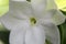 White Trachelospermum jasminoides blooming in garden,closeup.Common names confederate jasmine, southern jasmine, star jasmine, con